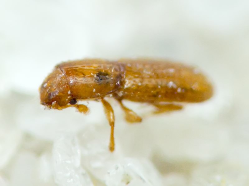 Anommatus Wesmael, 1835